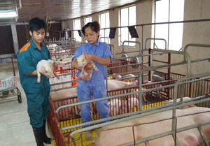 Trại lợn xã Dân hạ (Kỳ Sơn) đáp ứng nhu cầu về giống cho nhiều hộ dân huyện Kỳ Sơn và vùng lân cận.